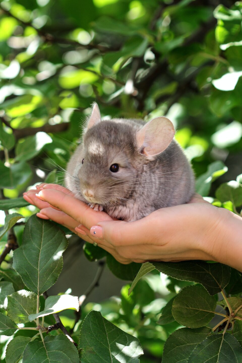 chinchilla gray velvet