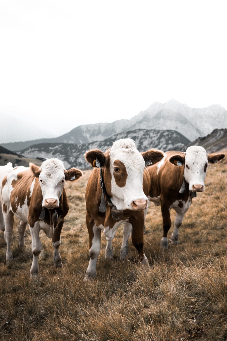 Cows at a farm